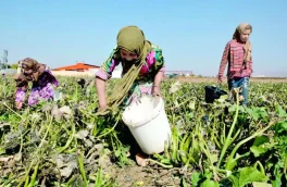 تغییرات اقلیمی و افزایش روزافزون کودکان کار در بخش کشاورزی/ یادداشت: محمدمهدی سیدناصری